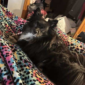 Meet your Posher, Kasha